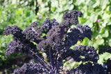 50 Graines Chou Kale Red Russian, Brassica Napus