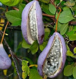 Graines Akebia trifoliata, Akébie à trois feuilles