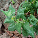 Graines Tetragonia Tetragonioides, Tétragone Cornue