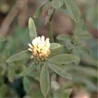 50 Graines Trèfle d'Alexandrie, Trifolium Alexandrinum