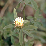 100 Graines Trèfle d'Alexandrie, Trifolium Alexandrinum