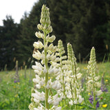 Graines de Lupinus Albus, Lupin Blanc