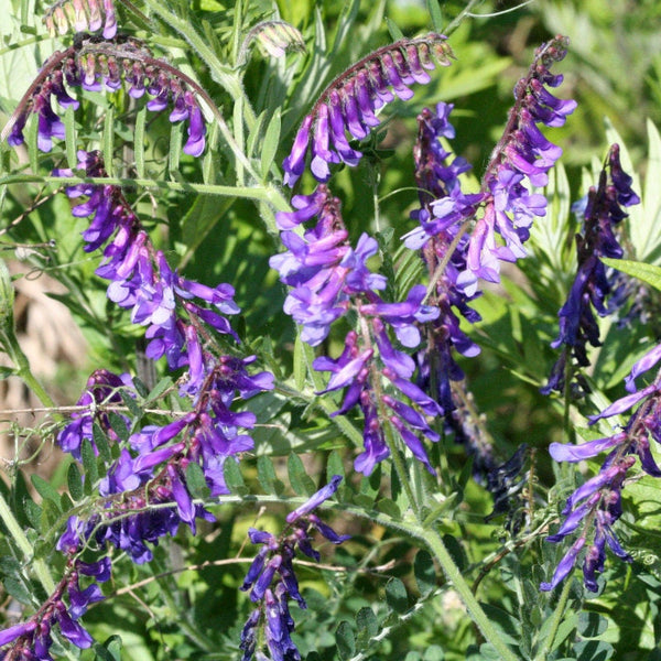 50 Graines Vicia Villosa, Vesce Velue