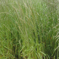 100 Graines Lolium multiflorum, Ray grass italien