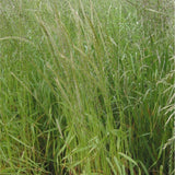 100 Graines Lolium multiflorum, Ray grass italien