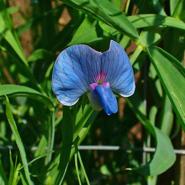 Graines de Lathyrus Sativus, Gesse fourragère, Gesse commune