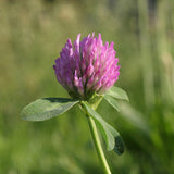 100 Graines Trifolium Pratense, Trèfle violet