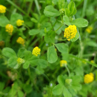 100 Graines Medicago Lupulina, Luzerne Lupuline, Minette