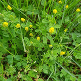 100 Graines Medicago Lupulina, Luzerne Lupuline, Minette