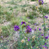 100 Graines Medicago Sativa, Luzerne Commune