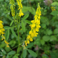 100 Graines Melilotus Officinalis , Mélilot Jaune