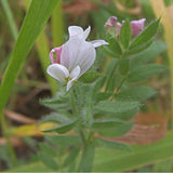 100 Graines Ornithopus Sativus, Serradelle