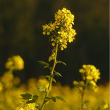 200 Graines Brassica Napus, Colza Fourrager