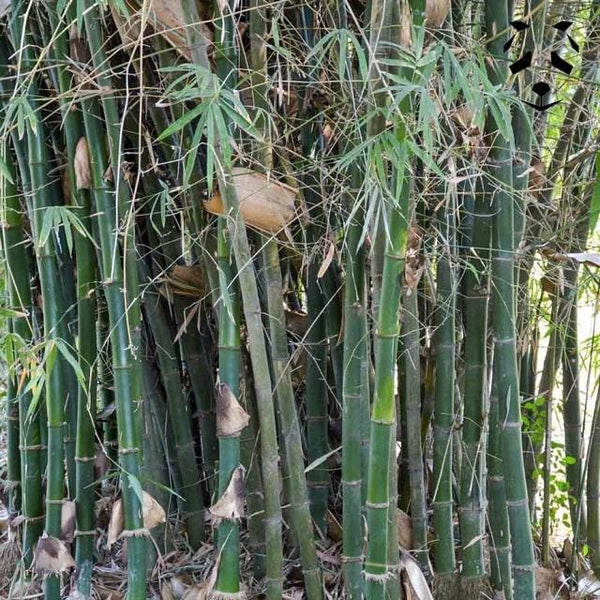 Graines Bambusa Lapidea, Bambou Non Traçant