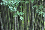 Graines Dendrocalamus Latiflorus, Bambou Géant de Taïwan, Bambou Non Traçant