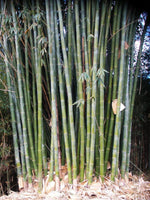 Graines Dendrocalamus Latiflorus, Bambou Géant de Taïwan, Bambou Non Traçant