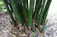 Graines Dendrocalamus Latiflorus, Bambou Géant de Taïwan, Bambou Non Traçant