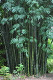 Graines Dendrocalamus Latiflorus, Bambou Géant de Taïwan, Bambou Non Traçant