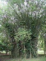 Graines Dendrocalamus Latiflorus, Bambou Géant de Taïwan, Bambou Non Traçant