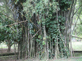 Graines Dendrocalamus Latiflorus, Bambou Géant de Taïwan, Bambou Non Traçant