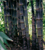 Graines Dendrocalamus Asper, Bambou Géant Noir, Bambou Non Traçant