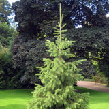 Graines Picea smithiana, Épicéa de Smith, Picea morinda