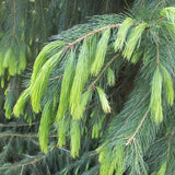 Graines Picea smithiana, Épicéa de Smith, Picea morinda