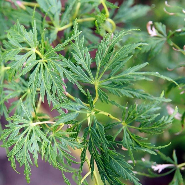 Graines Acer Palmatum Dissectum Viridis Fastigiata, Érable du Japon