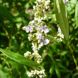 Graines Vitex negundo, Gattilier de Chine