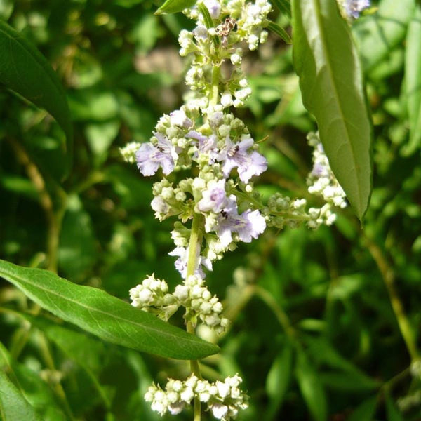 Graines Vitex negundo, Gattilier de Chine