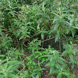 10 Graines Buddleia globosa, Arbre aux papillons globuleux