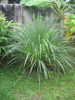 25 Graines Cymbopogon Citratus, Citronnelle, Verveine des Indes