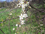 Graines de Prunellier Prunus Spinosa Blackthorn