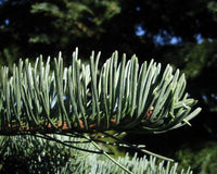 7 Graines de Sapin rouge, Abies magnifica