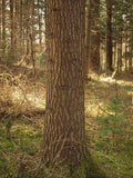 7 Graines de Sapin rouge, Abies magnifica