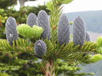 5 Graines de Sapin rouge, Abies magnifica