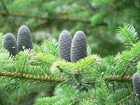 3 Graines de Sapin de Nikko, Abies homolepis