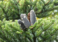 3 Graines de Sapin de Nikko, Abies homolepis