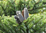 10 Graines de Sapin de Nikko, Abies homolepis