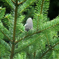 7 Graines de Sapin de Nikko, Abies homolepis