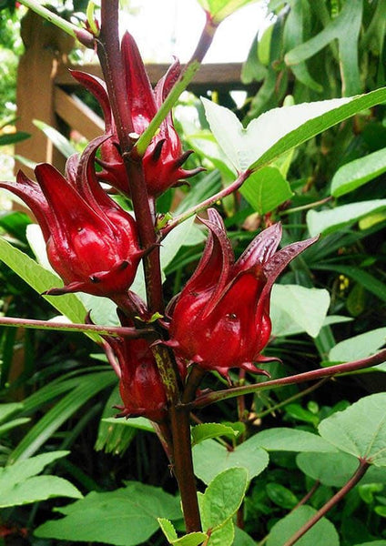 7 Graines Hibiscus sabdariffa, Oseille de Guinée, Roselle, Groseille pays