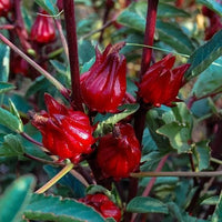 10 Graines Hibiscus sabdariffa, Oseille de Guinée, Roselle, Groseille pays