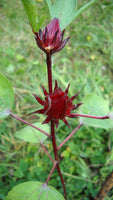 10 Graines Hibiscus sabdariffa, Oseille de Guinée, Roselle, Groseille pays