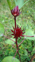 3 Graines Hibiscus sabdariffa, Oseille de Guinée, Roselle, Groseille pays