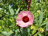 3 Graines Hibiscus sabdariffa, Oseille de Guinée, Roselle, Groseille pays