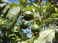 7 Graines de Goyavier, Psidium Guajava