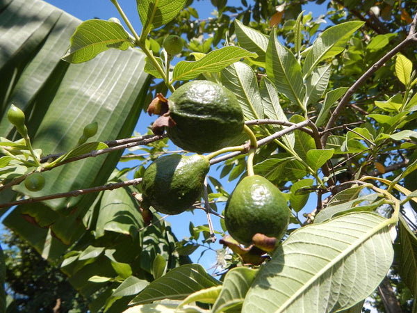 10 Graines de Goyavier, Psidium Guajava