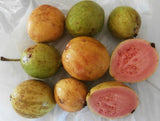 5 Graines de Goyavier, Psidium Guajava