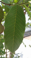 3 Graines de Goyavier, Psidium Guajava