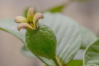 3 Graines de Goyavier, Psidium Guajava